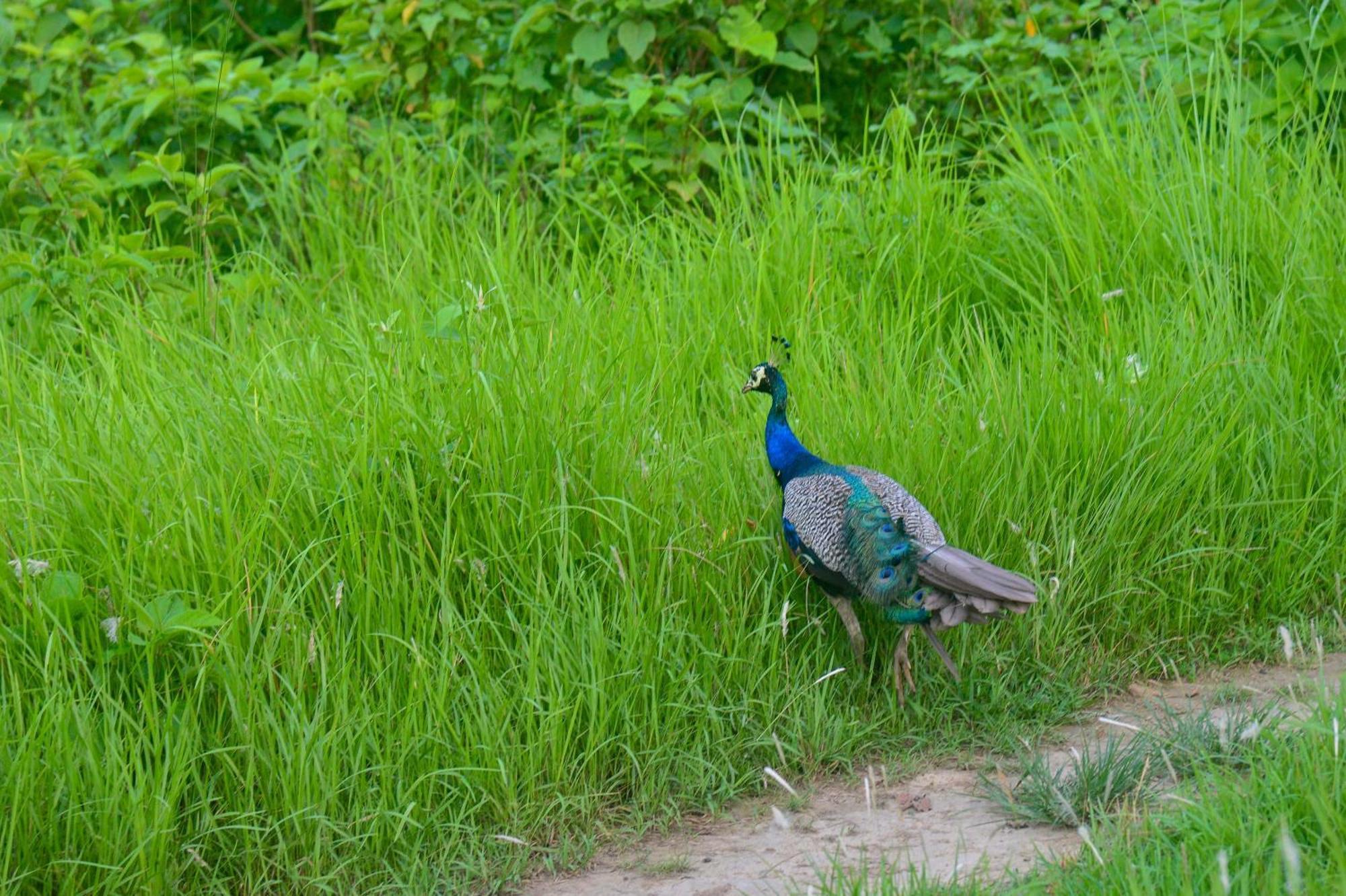 Greenland Safari, Sauraha Εξωτερικό φωτογραφία