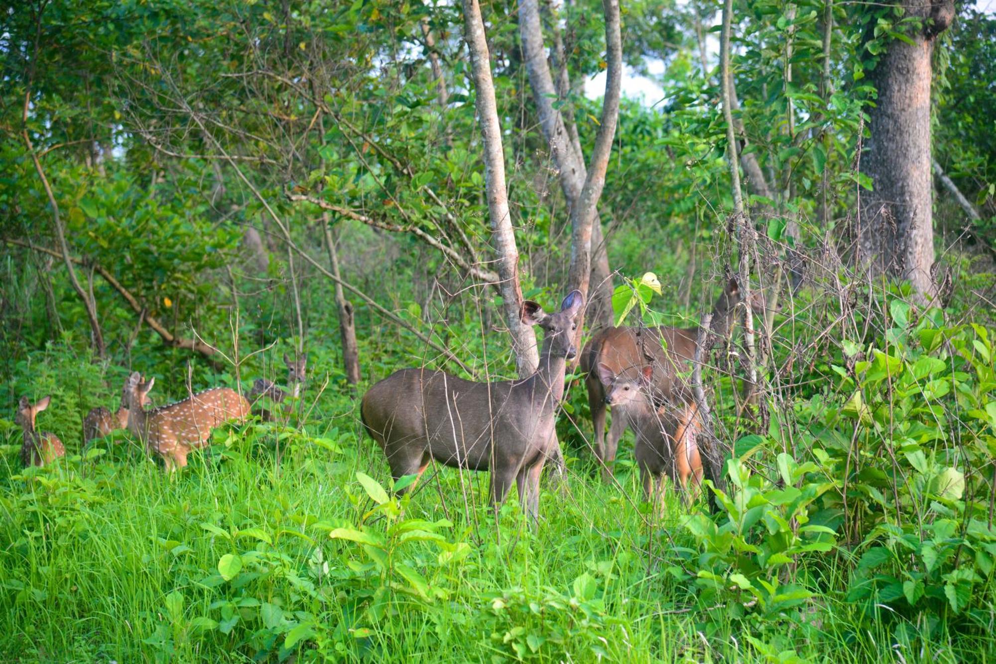 Greenland Safari, Sauraha Εξωτερικό φωτογραφία